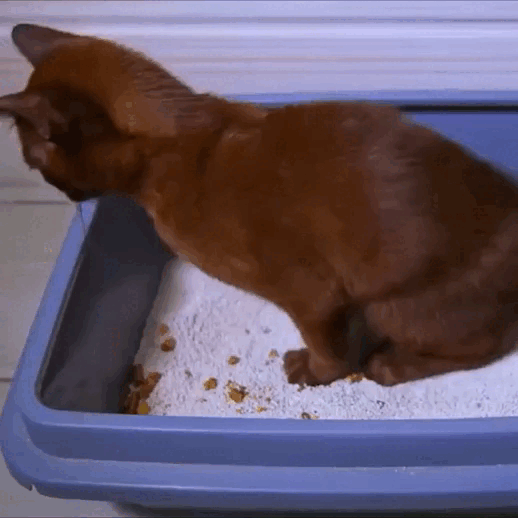 Eliminate Pet Smells In Under 24 Hours & Stop Them From Coming Back